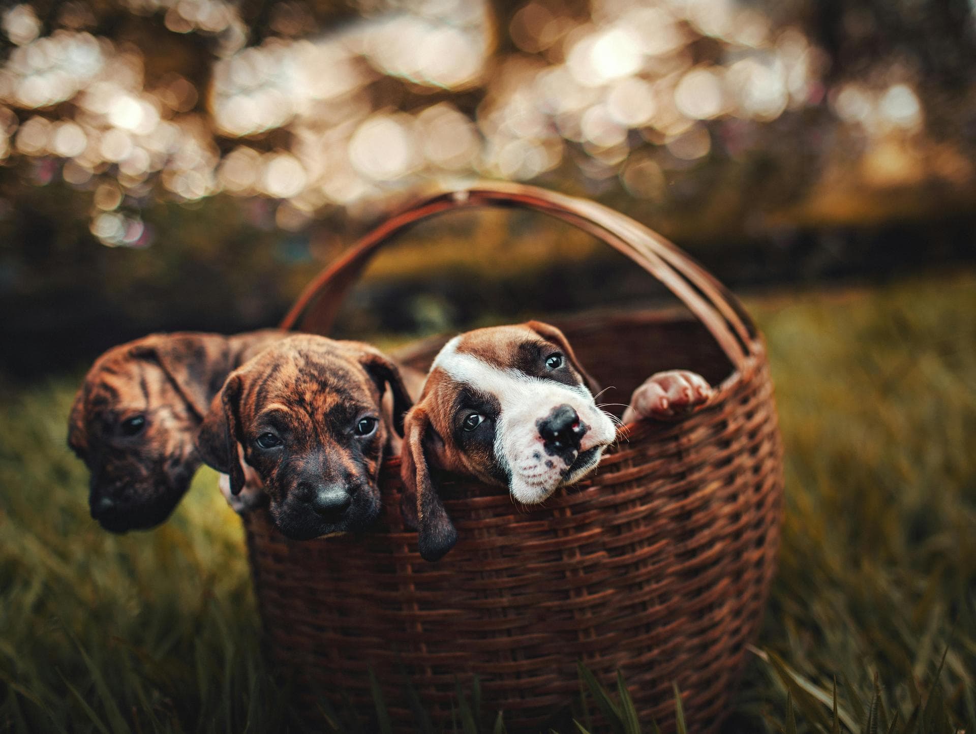 Specialist Vets in Aurora