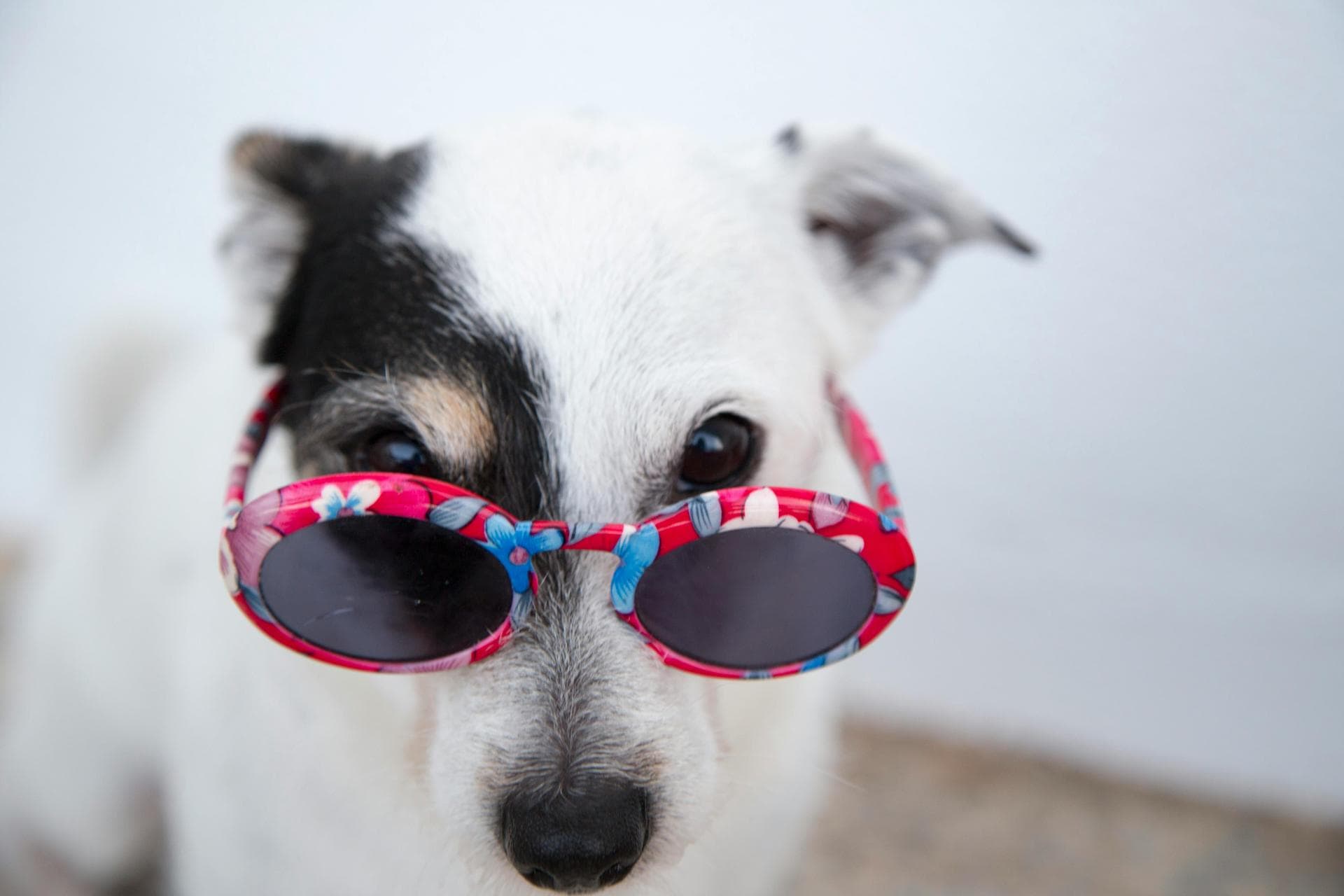 Dog & Cat Vets in Aurora